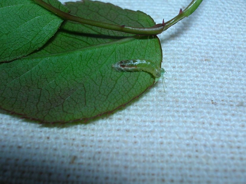 Larva cacciatrice di Episyrphus balteatus